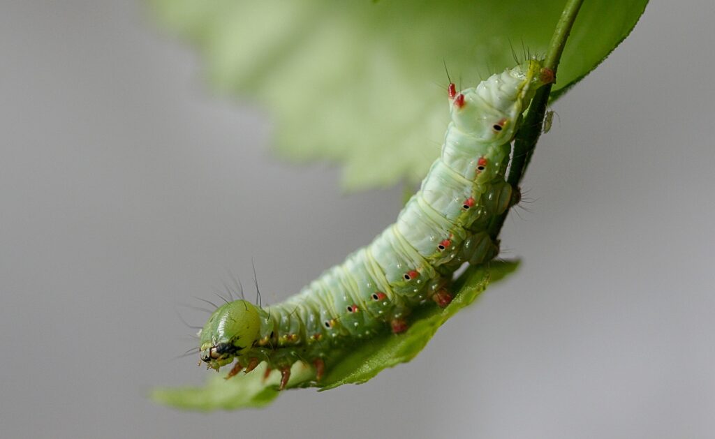 caterpillar larva moth